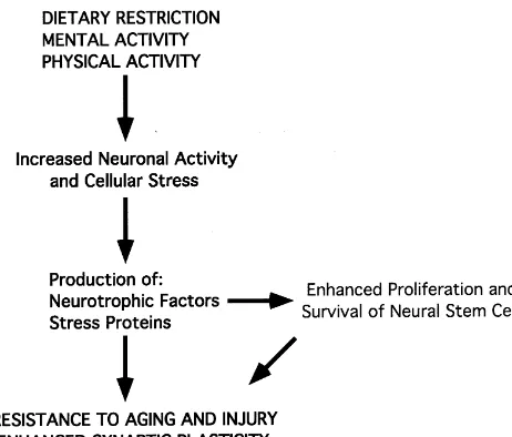 Fig. 2. The beneﬁcial effects of dietary restriction, and mental andphysical activity, may involve shared signaling pathways involving a mildstress response and production of neurotrophic factors
