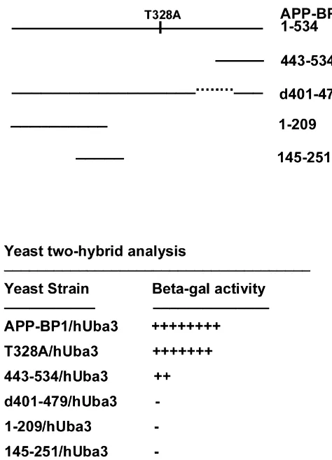 Fig. 2. The yeast two-hybrid reporter assay reveals that APP-BP1interacts with hUba3. Top: schematic diagram showing the deletion andpoint mutants used for the assay