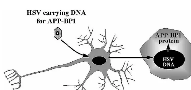 Fig. 4. Schematic depicting the strategy for overexpressing APP-BP1 in primary neurons