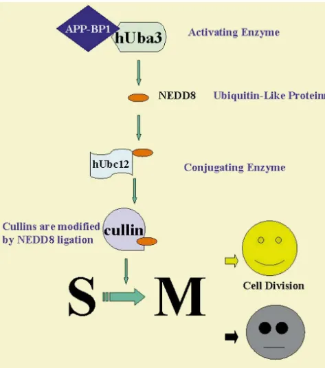 Fig. 5. Schematic showing the ubiquitin-like pathway in which APP-BP1 is involved. The family of genes known as the cullins are the known targets forthis pathway