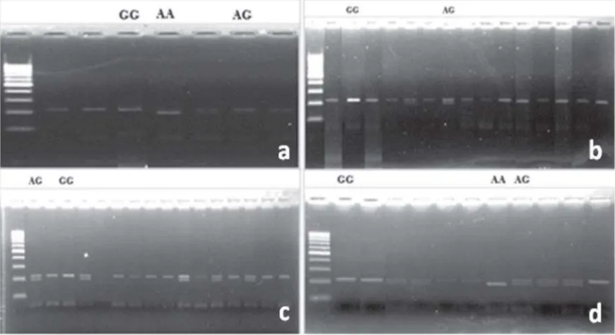 Gambar  1. Sekuen gen TLR4 yang diamplifikasi (Genbank A Y064697.1). Posisi primer menempelpada nukleutida yang bergaris bawah.