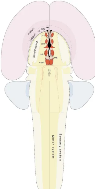 Fig. 8. Major features of hypothalamic cell group organization as seen on a ﬂatmap of the rat central nervous system