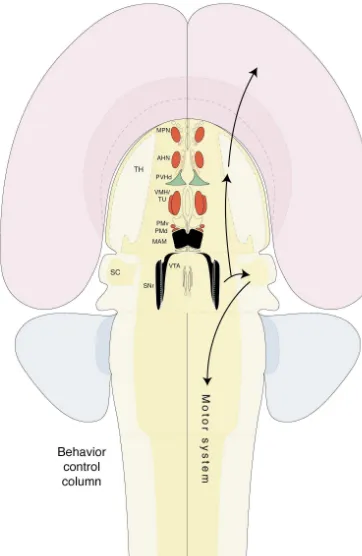Fig. 10. An overview of the behavior control column, with the rostral segment in red and green, and the caudal segment in black