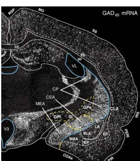 Fig. 13. The distribution of neurons expressing GAD65 mRNA in atransverse histological section through the rat forebrain
