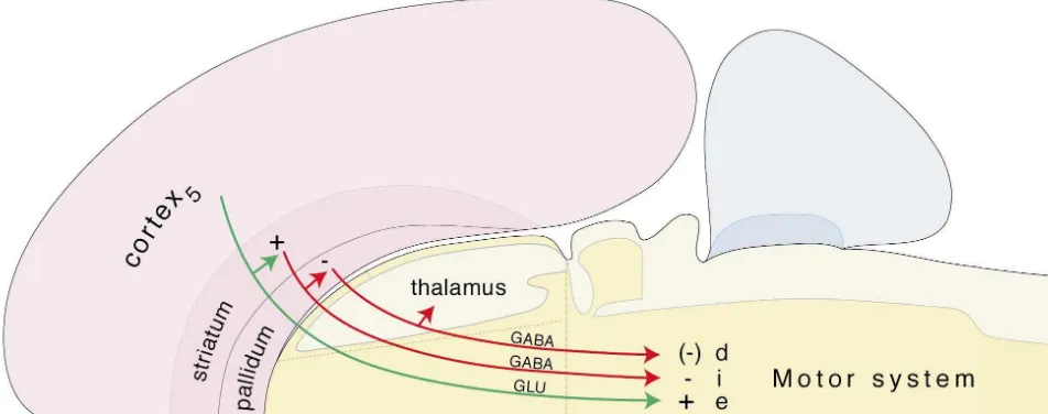 Fig. 14. Triple cascading projection from the cerebral hemispheres to the brainstem motor system