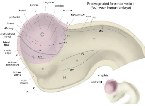 Fig. 3. Major forebrain subdivisions. A fate map of the major forebrain subdivisions projected onto the forebrain vesicle of a four week human embryo,before the telencephalic vesicle (pink) has evaginated to the extent it has a week later (inset, lower rig