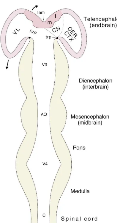 Fig. 4. The major divisions of the central nervous system in a horizontalsection of a schematic neural tube with a straightened longitudinal axis.The cerebral hemispheres (pink) are rapidly evaginating (arrows), andtheir two divisions — cerebral cortex (CE