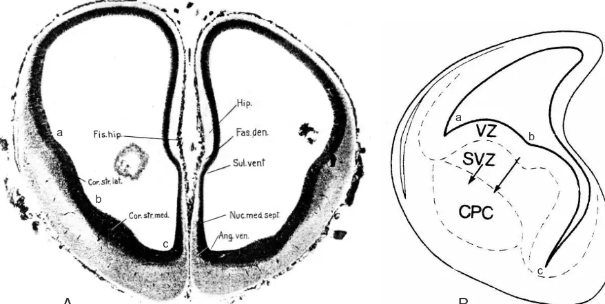Fig. 5. Embryonic cortex and ventricular ridges. (A) Transverse section through the telencephalic vesicles of a 19 mm human embryo (about 8 weeks)showing the pallium or cortex (between a and the sulcus ventralis) and the two ventricular ridges — a dorsal o
