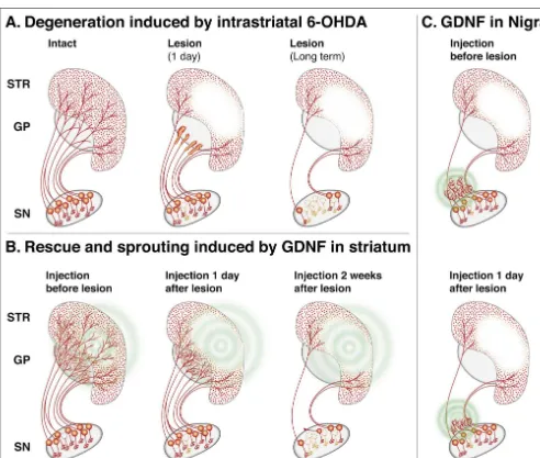 Fig. 7. The ability of GDNF to preserve a functional nigrostriatal projection in the rat PD model depends both on the site of administration and the timingrelative to the toxin injection, as revealed in experiments using injections or infusion of the recom