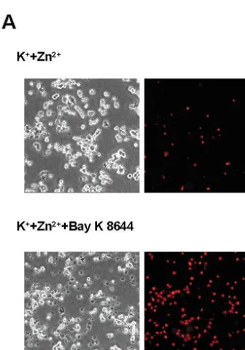 Fig. 1. Bay K 8644 potentiates Zn1two-way ANOVA followed by a Bonferroni2-induced death in depolarized PC12cells