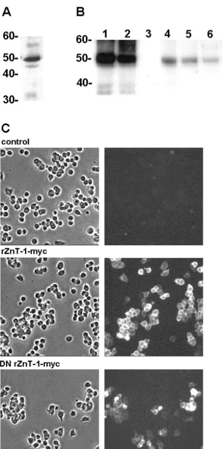 Fig. 6. Effects of wild type and dominant negative rZnT-1-myc over-expression on65Zn efﬂux from PC12 cells