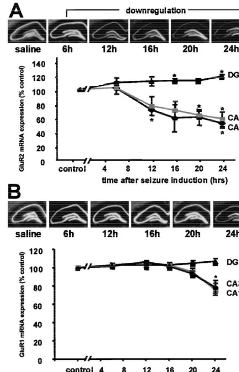 Fig. 8. Status epilepticus induces downregulation of GluR2, but notGluR1 mRNA in hippocampal CA1 and CA3