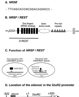 Fig. 2. Models of neuron restrictive silencer element (NRSE), RE-1-silencing trancription factor (REST), REST function and GluR2 promoter