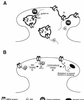 Fig. 3. Model of NSF modulation of AMPA receptor function. (A) Regulation of receptor insertion