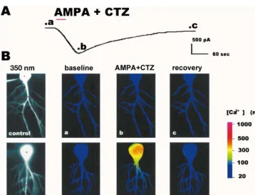 Fig. 6. AMPA-elicited inward current and rise in intracellular free Ca21concentration in a CA1 pyramidal neuron after ischemia