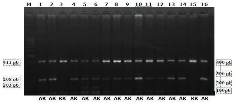 Gambar 1. Visualisasi pita DNA hasil amplifikasi ruas Gen DGAT1 pada gel agarose 1,5%