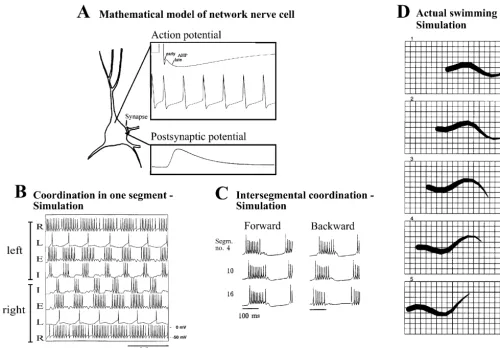 Fig. 6. Mathematical modelling of the lamprey locomotor network-simulations at neuronal, network and behavioral levels