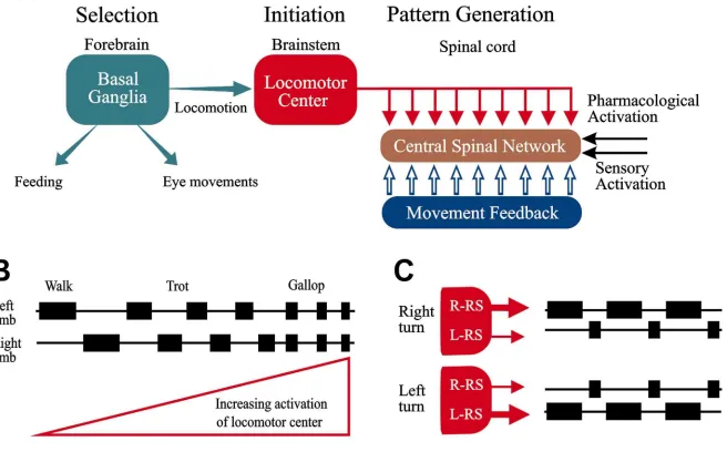 Fig. 1. General control strategy for vertebrate locomotion (A). Locomotion is initiated by an increased activity in reticulospinal neurons of the brainstem locomotor center, which activates the centralspinal network, which in turn produces the locomotor pa