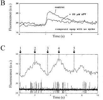Fig. 5. Imaging of calcium ﬂuctuations in motoneuron dendrites. (A) During network activity, periodic ﬂuctuations in calcium ﬂuorescence could be detected in distal motoneuron dendrites.Pseudocolor images of the same dendritic portion at ﬁve different time