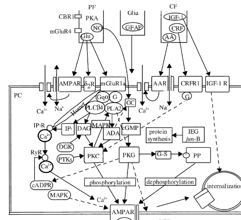 Fig. 2. Signal transduction underlying LTD. AMPAR, AMPA receptor;AAR, yet-unidentiﬁed amino acid receptor; ADA, arachidonic acid; d2R,d2 receptor; G-S, G-substrate; IEG, immediate early gene; RyR,ryanodine receptor