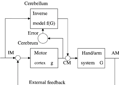 Fig. 4. Two-degrees-of-freedom control system [35]. A feedback controlsystem involving the cerebral cortex is connected in parallel with afeedforward control system involving the cerebellum