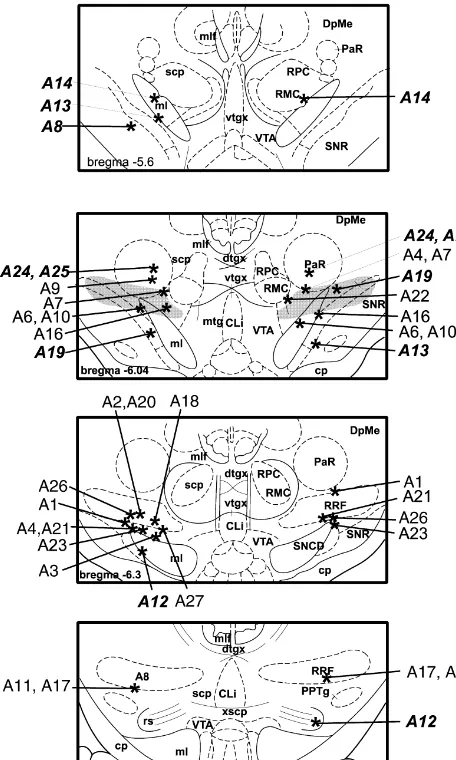 Fig. 2. Asterisks indicate estimated injection sites for all 25 rats. Injectionsites for the 7 rats in the control group are indicated by placing the rat’sRRF, retrorubral ﬁeld; rs, rubrospinal tracts; scp, superior cerebellarpeduncle; SNCD, substantia nig