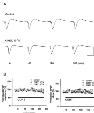 Fig. 1. CORT (1026M and 1025M) treatment for 3 h had no effect on basal hippocampal synaptic transmission