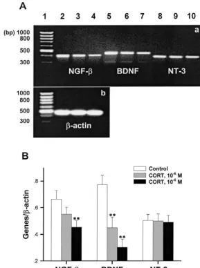 Fig. 4. CORT (106expressed in hippocampal CA1 cells. (A) Two photographs of RT-PCR products electrophoresed on 1.9% agarose gels stained with ethidium bromide