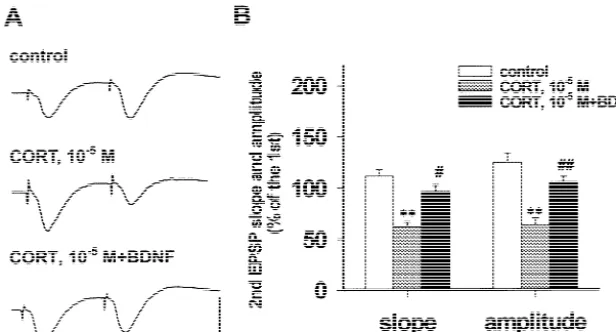 Fig. 5. BDNF co-applied with CORT (1025M) antagonized the impaired EPSP slope and amplitude during PPF