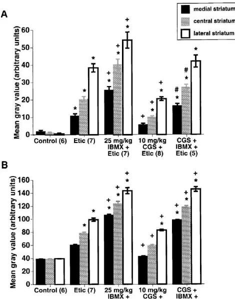 Fig. 3. Effect of CGS 19755 on (A) c-fosinduced in striatum by the combined administration of eticlopride andIBMX