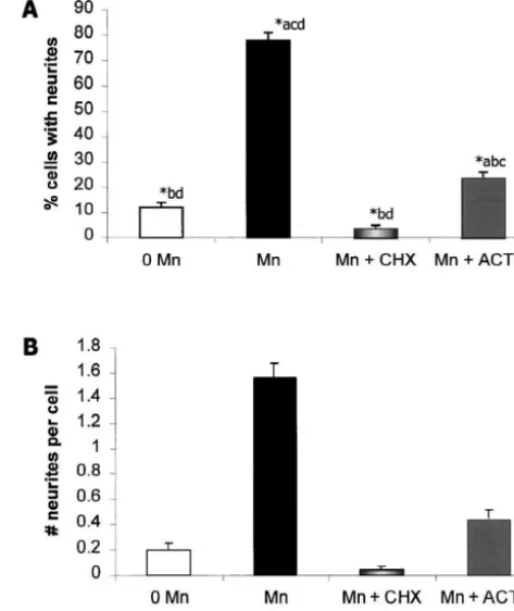 Fig. 8. Mn-induced neurite outgrowth requires de novo mRNA andprotein synthesis. Addition of actinomycin D (ACT-D, 0.1(Pindicate which data sets are signiﬁcantly different from the set repre-cycloheximide (CHX, 1.0signiﬁcantly inhibits the percentage of ce