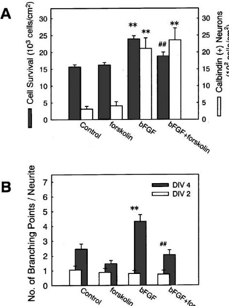 Fig. 9. The effect of forskolin on the actions of bFGF. (A) bFGF (5ng/ml) and forskolin (100 mM) were simultaneously applied to high-density hippocampal cell cultures at 1 DIV