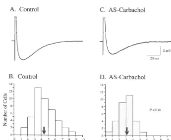 Fig. 2. Decrease in AHP amplitude during AS-carbachol. Top panels are averages of typical AHP traces under control (A; AHP 4.1 mV; AHP half-width31.0 ms, an average of 94 traces) and AS-carbachol conditions (C; AHP 2.8 mV; AHP half-width 30.5 ms, an averag
