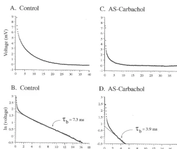 Fig. 5. Decrease in membrane time constant (t ) during AS-carbachol. Top panels are averages of the decay phase of the voltage responses at the cessationof depolarizing current pulses injected into hypoglossal motoneurons during control (A, an average of 4