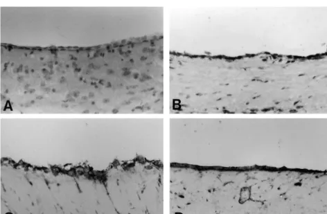 Table 2Change in B4-lectin-positive cell number around hippocampal CA1