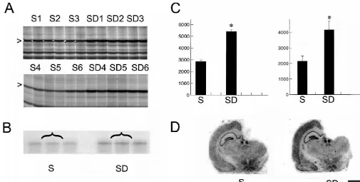 Fig. 2. Differential expression of IERof S and SD rats was hybridized with a riboprobe speciﬁc for5