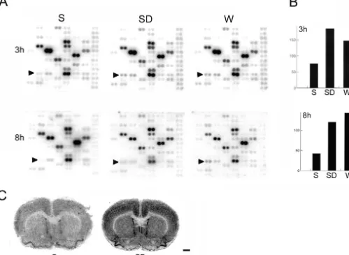 Fig. 5. Differential expression of NGFIand sleep deprivation. Scale bareither sleep deprivation (SD) or spontaneous waking (W) than after 3 or 8 h of spontaneous sleep (S)