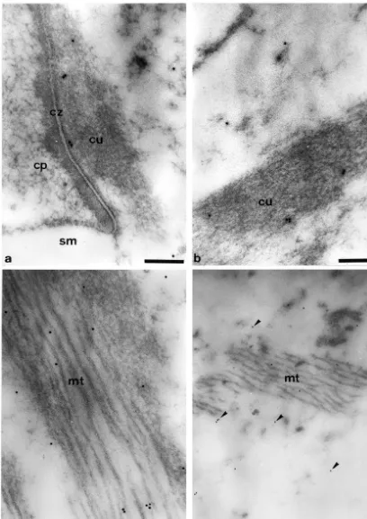 Fig. 2. Electron spectroscopic images of the elastically scattered electrons (Dscale bar dstructure of the Deiters cell, czE50 eV) of the second turn of the cochlea of the guinea pig