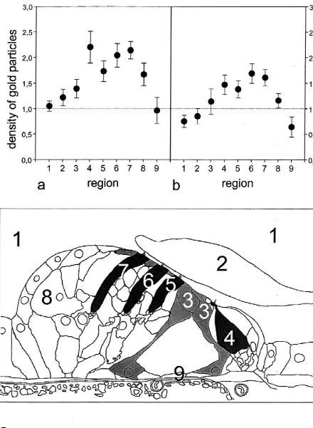 Fig. 3. Density of the gold-labeled antibodies (mean values with 5% conﬁdence intervals) against the acells, region 4row, region 8 -subunit (panel a) and b -subunit (panel b) in nineselected regions of the second turn of the cochlea (panel c)