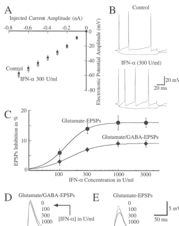 Fig. 1. IFN-apotential or the cell input resistance. (A) Voltage–current ( inhibited the excitatory postsynaptic potential (EPSP) in CA1 pyramidal neurons without signiﬁcantly affecting the resting membraneV/I) relationships before and in the presence of I