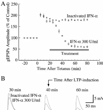 Fig. 4. IFN-awas recorded. (B) Typical gEPSPs from two different neurons treated with either heat-inactivated IFN-taken before and after tetanic stimulation (see Section 2) at time 0 (arrow)