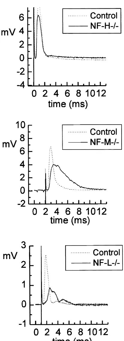 Fig. 2. Compound action potentials (CAPs) were simultaneously re-corded from 20 to 25-mm long segments of sciatic nerves isolated fromin nerves from NF-Lcontrol and transgenic mice (as labeled)