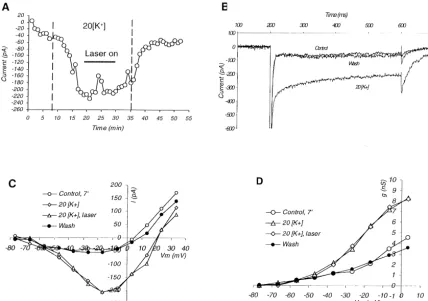 Fig. 1. Reversible enhancement of persistent inward sodium current, Iin an isolated neuron during exposure to elevated external potassiumconcentration