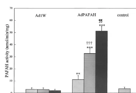 Fig. 1. Platelet-activating factor acetylhydrolase (PAFAH) activity inneurons transfected with AdPAFAH (recombinant adenovirus vectorcontaining the guinea pig plasma PAFAH gene)