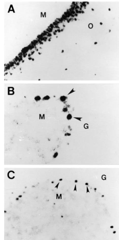 Fig. 3. Localization of p53 mRNAs in the CA1 region of hippocampus(A), cerebellar hemisphere (B) and the vermis (C) of the aged rat
