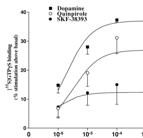 Fig.1. Representativeautoradiogramdepictingdopamine-stimulated[ S]GTP35gS binding in rat striatum
