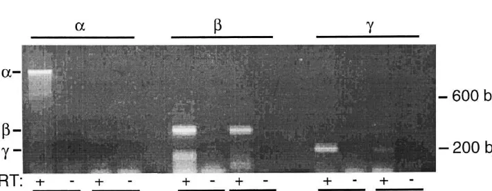 Fig. 1. RT–PCR of lumbar and cervical DRG. Data are ethidium-stained products from DRG mRNA