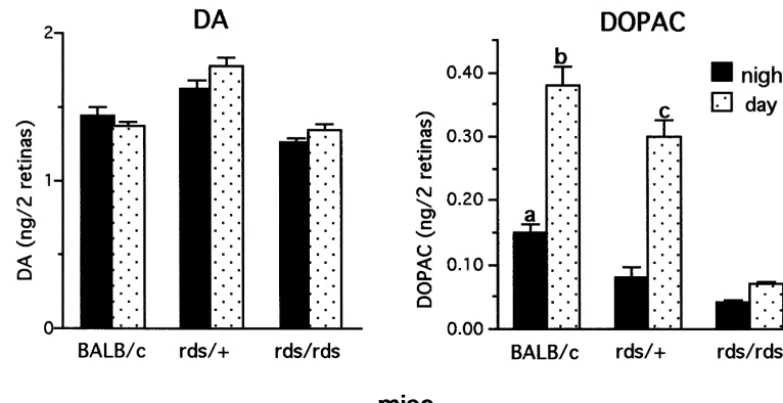 Fig. 2. Steady state levels of DA and DOPAC in 1–2 month old BALB/c, rds/1levels measured in BALB/c and rds/rds retinas