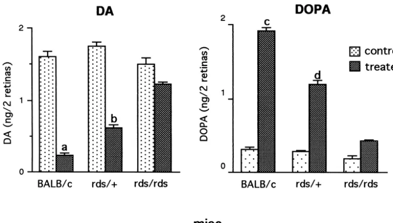 Fig. 3. DA utilization and synthesis in 1–2 month old normal and mutant retinas. Mice were studied 2 h into the day period