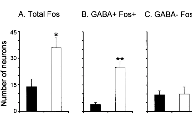 Fig. 2. Mean numbers of immunoreactive neurons in the DRN during wakefulness (ﬁlled bars) and AS-carbachol (empty bars)
